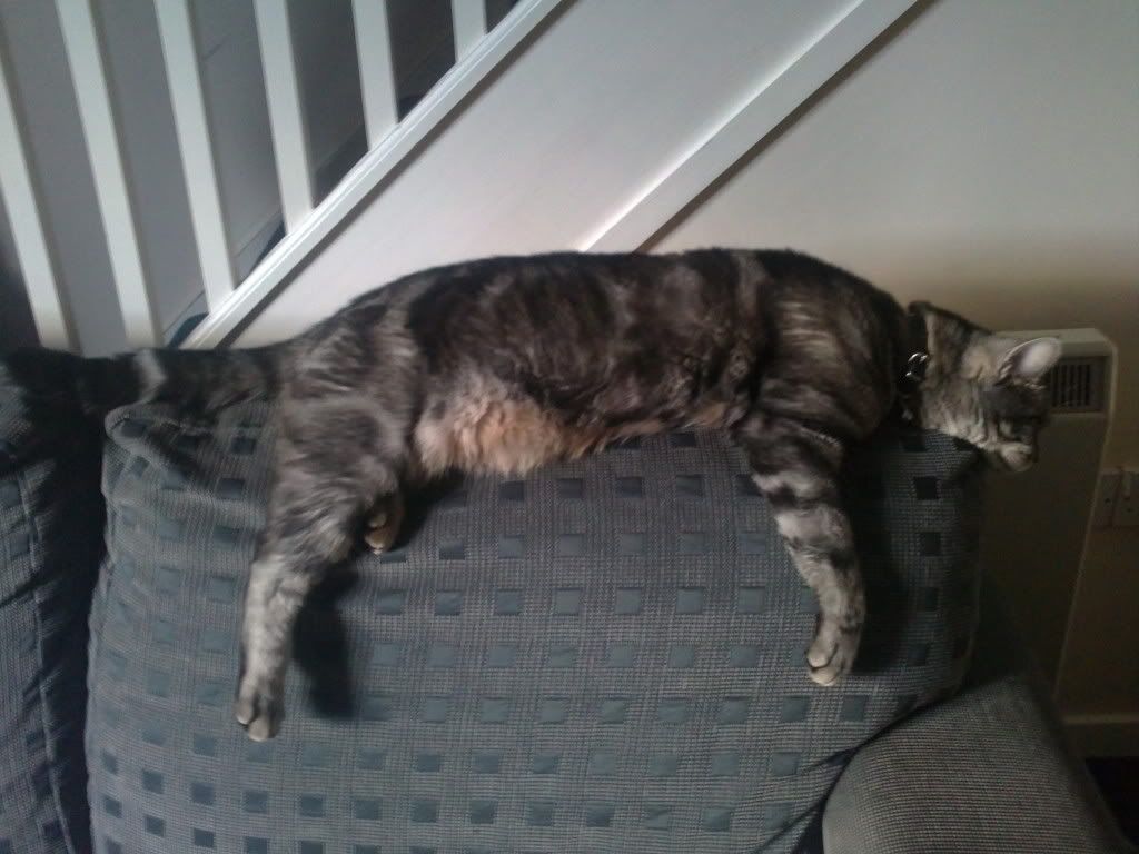 My Hybrid Scottish Wildcat Reptile Forums